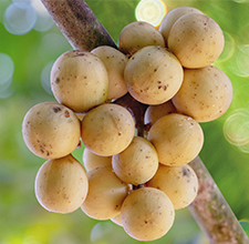 Bright Skin Putih Langsat Two Way Cake 